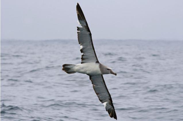 albatross