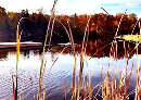 Bulrushes