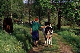 Man walking cow