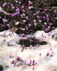 Crocus in snow