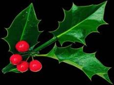 Christmas Holly