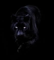 Blank Panther