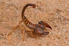 Scorpion in desert