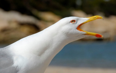 Seagull Crying