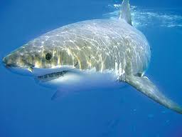 Great White Shark