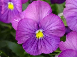 Violet flower