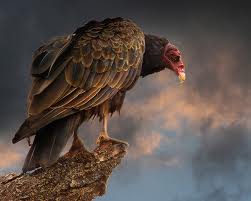 vulture